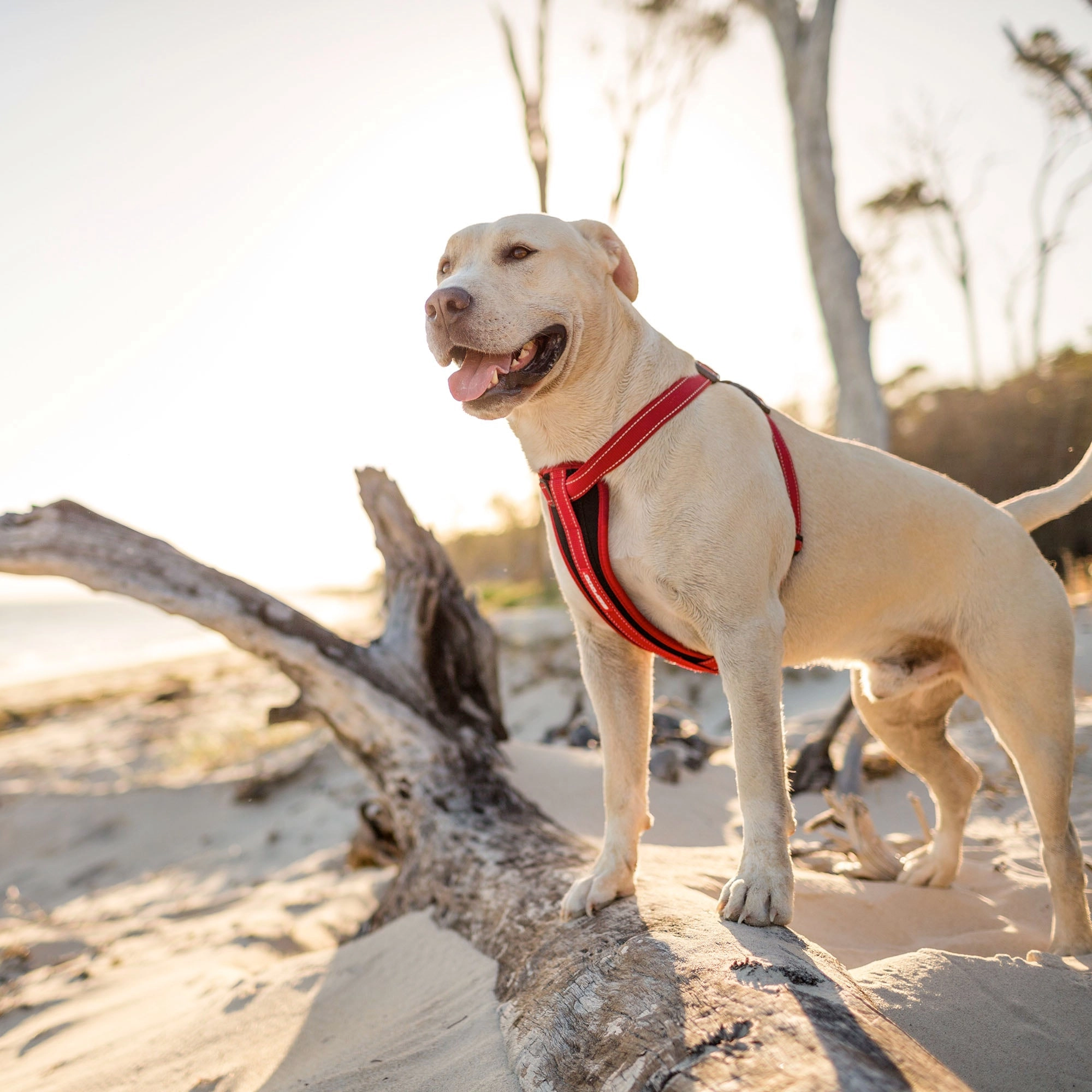 EzyDog Chest Plate Dog Harness - Orange